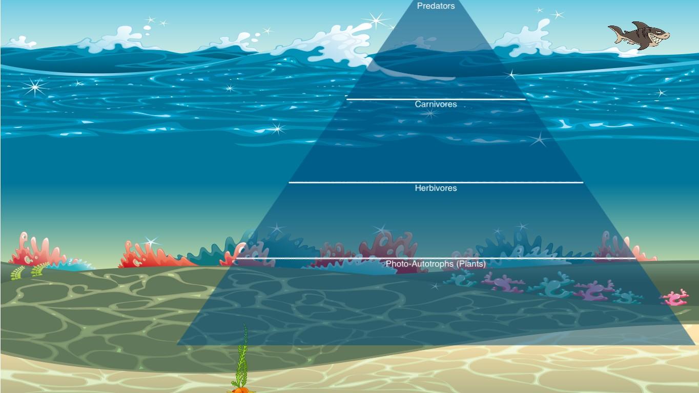 Ocean Ecological Pyramid