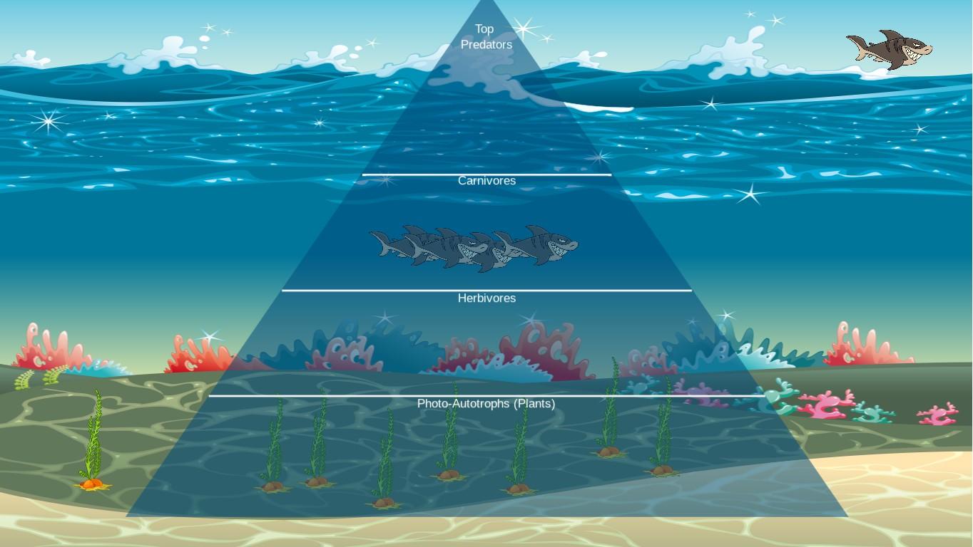 Ocean Ecological Pyramid