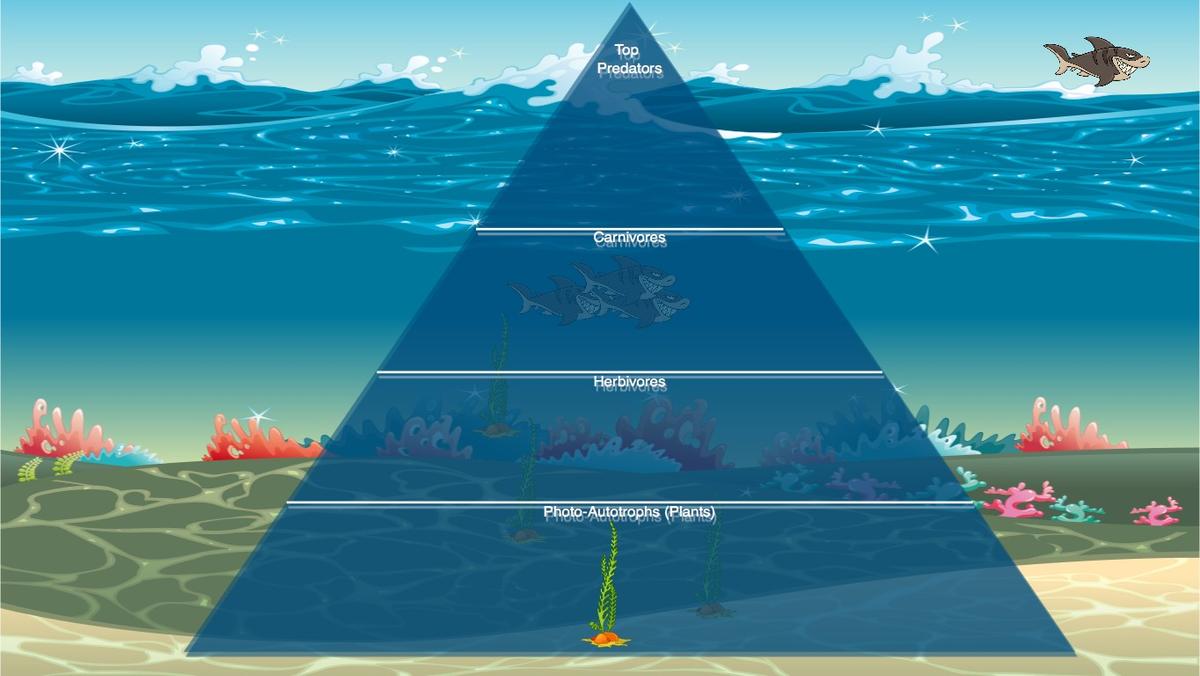 Ocean Ecological Pyramid