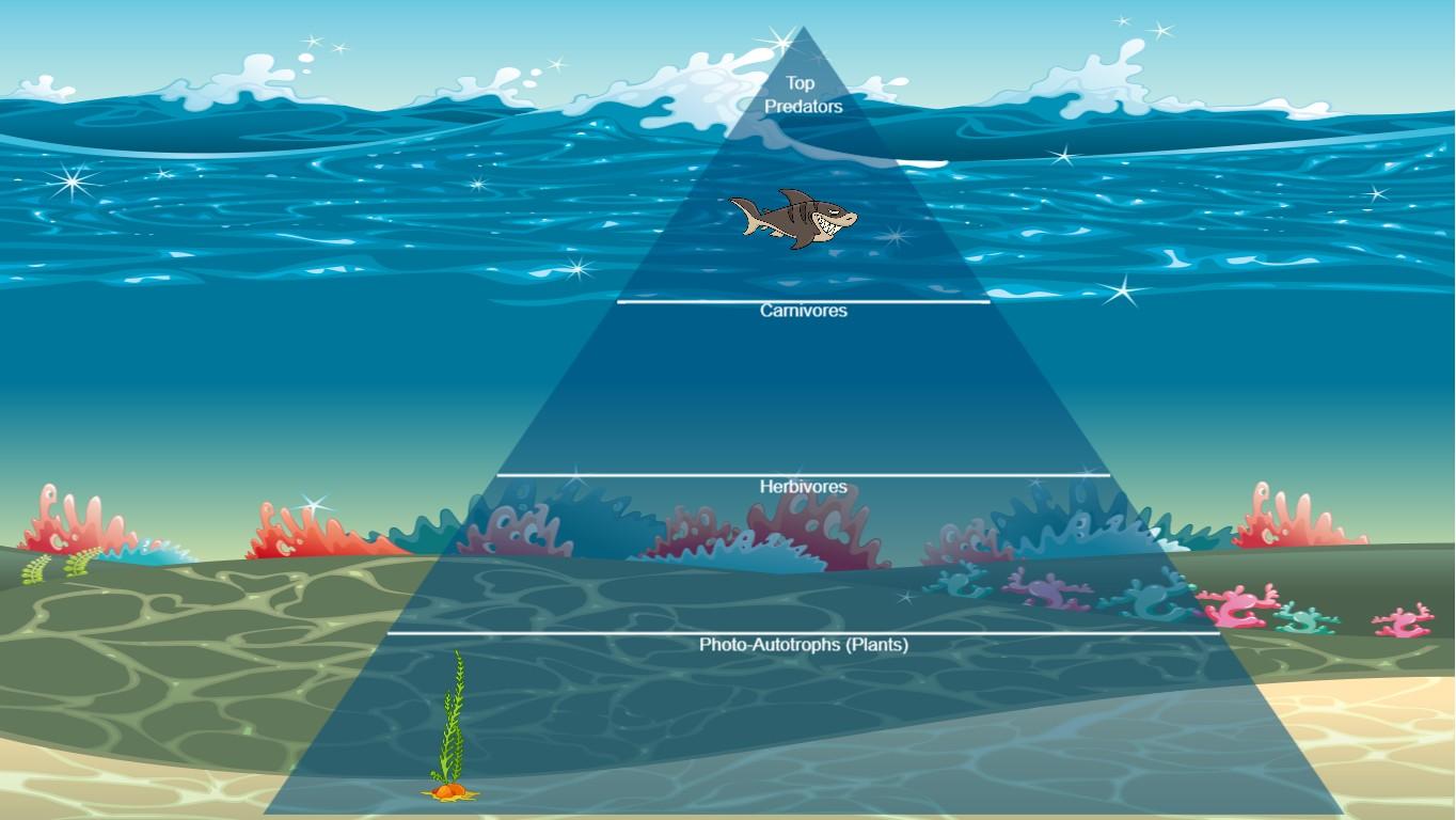 Ocean Ecological Pyramid