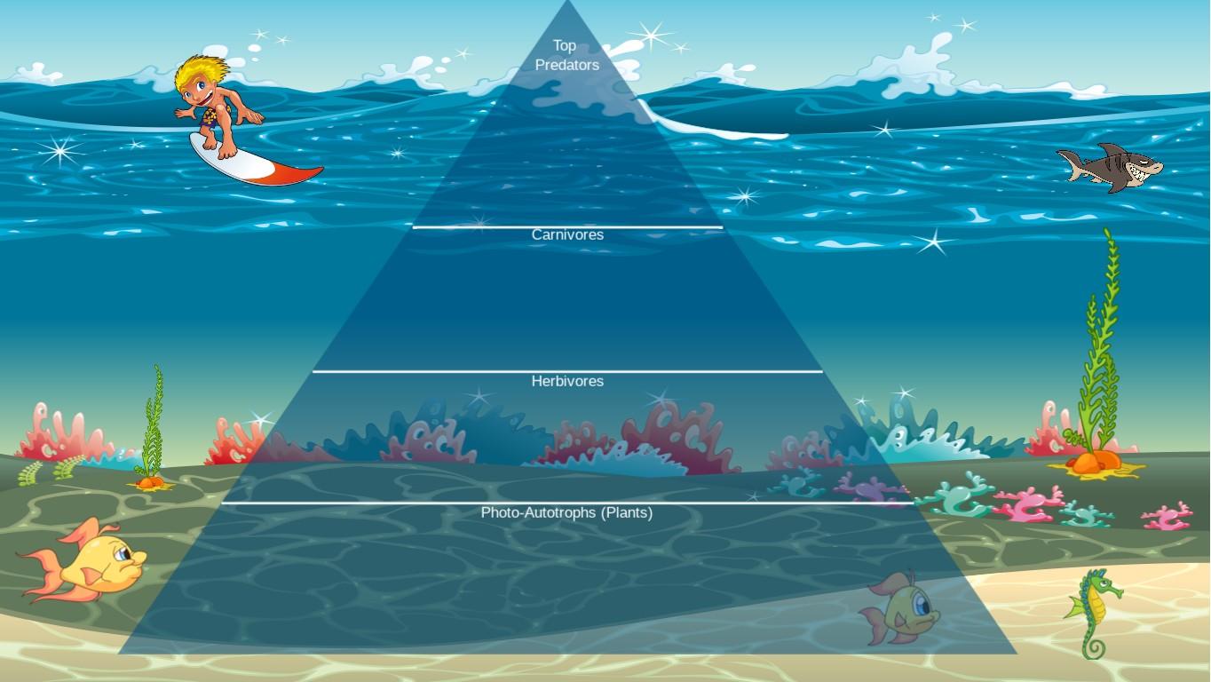 Ocean Ecological Pyramid