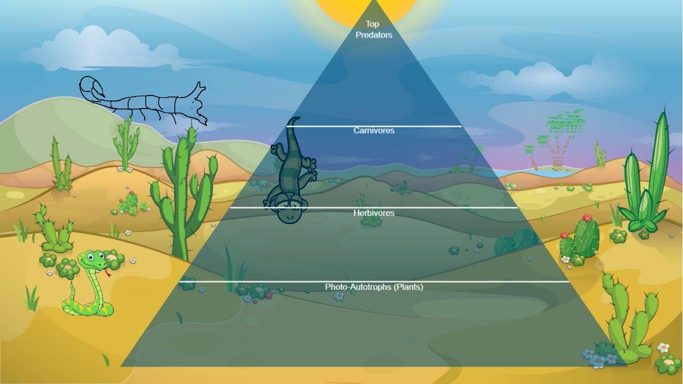 Ocean Ecological Pyramid