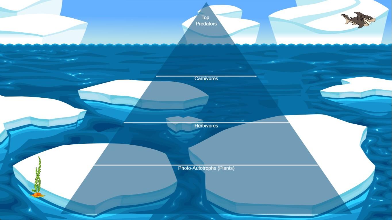 Ocean Ecological Pyramid