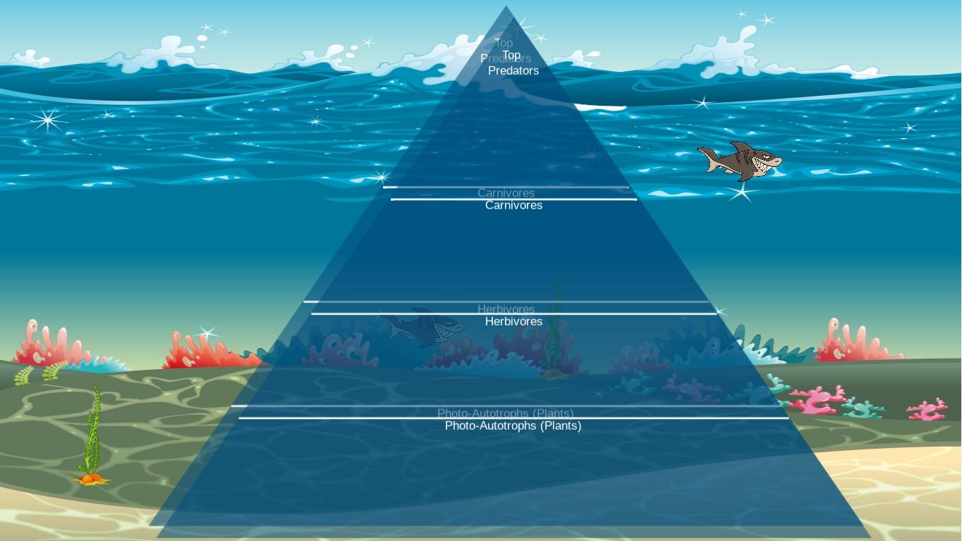 Ocean Ecological Pyramid