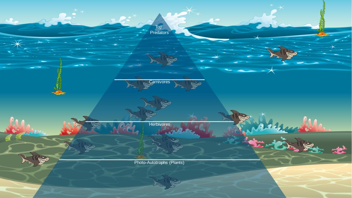 Ocean Ecological Pyramid