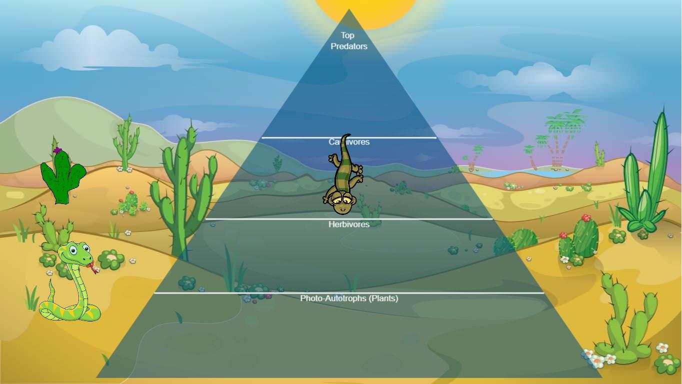 Ocean Ecological Pyramid