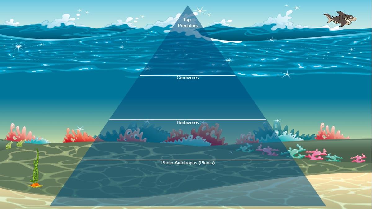 Ocean Ecological Pyramid