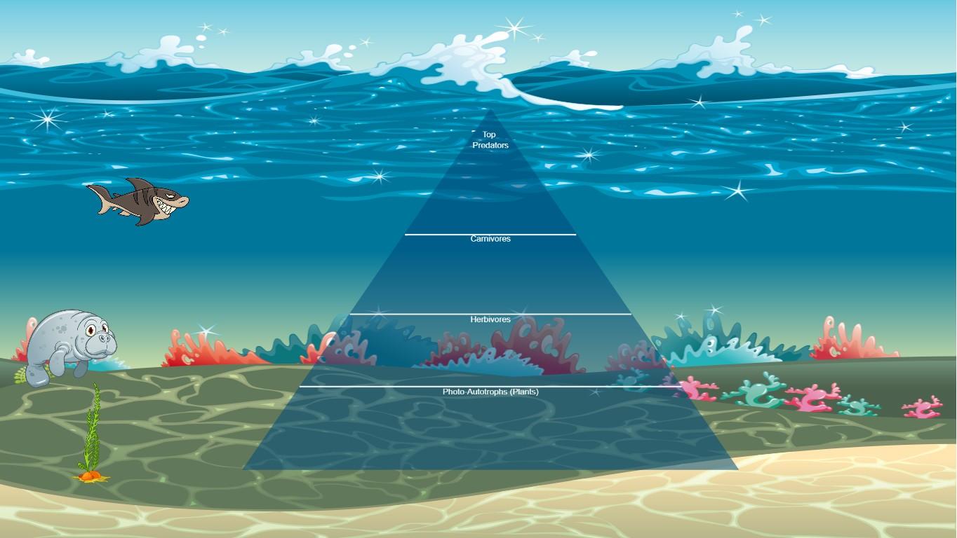 Ocean Ecological Pyramid