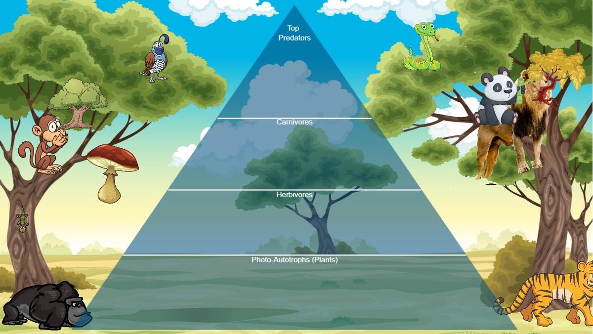 Ocean Ecological Pyramid