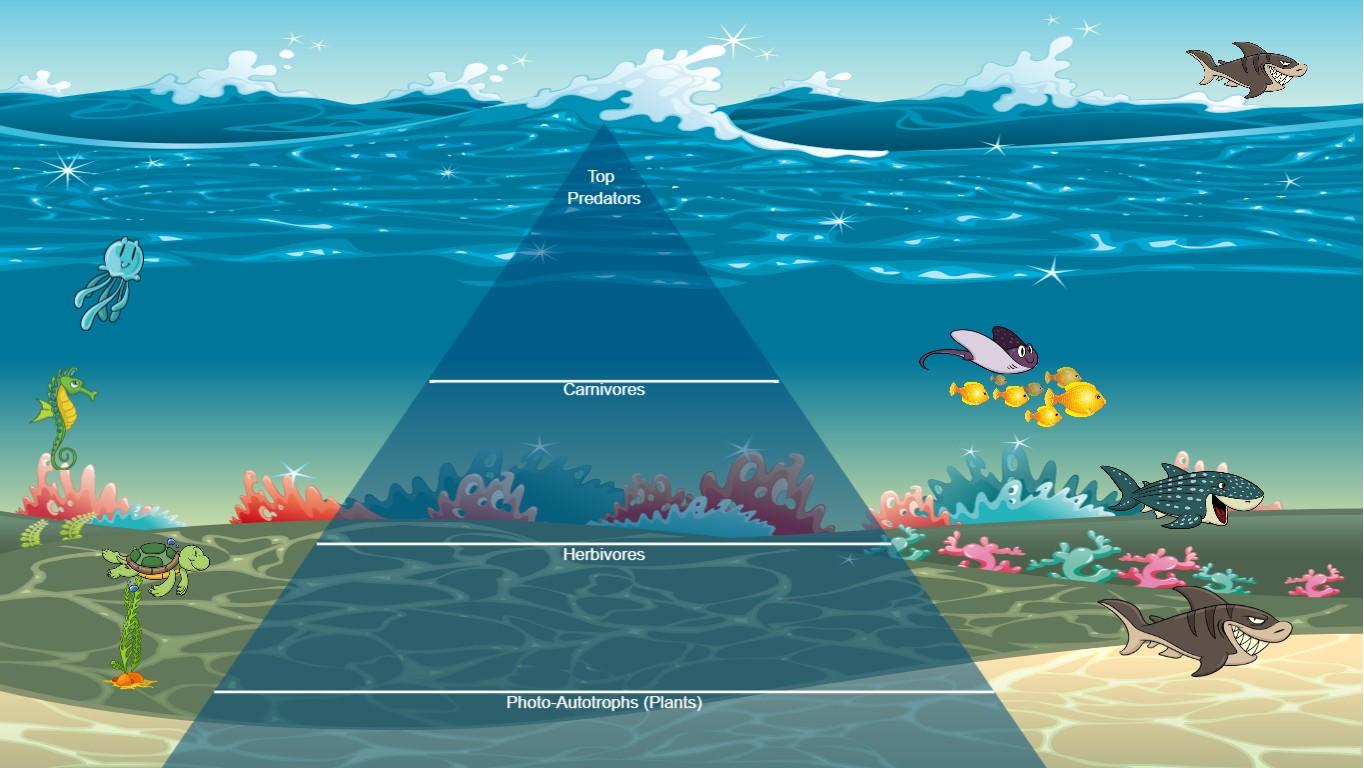 Ocean Ecological Pyramid