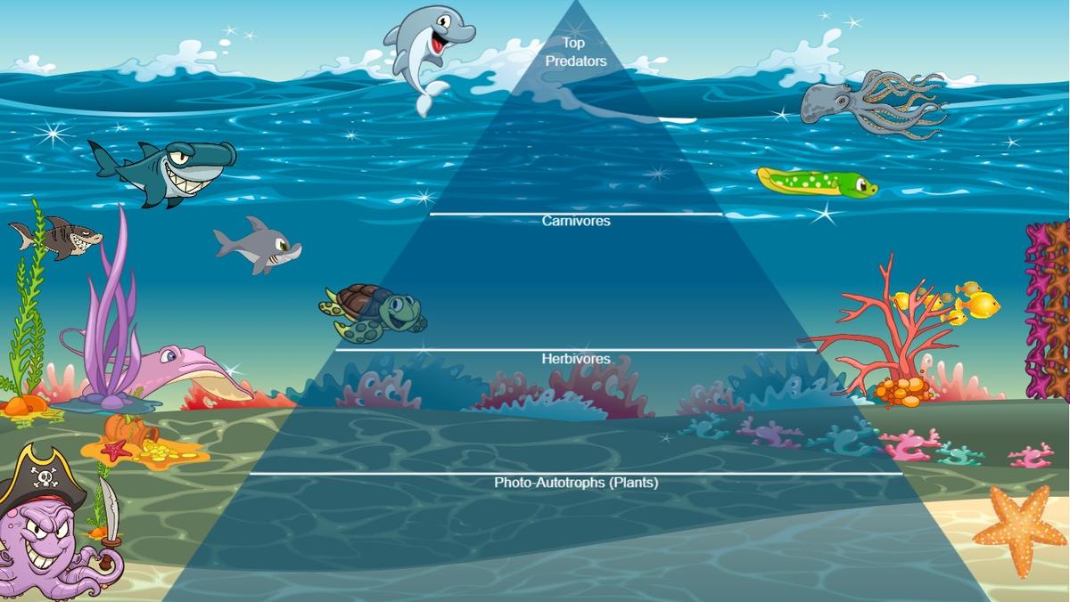 Ocean Ecological Pyramid