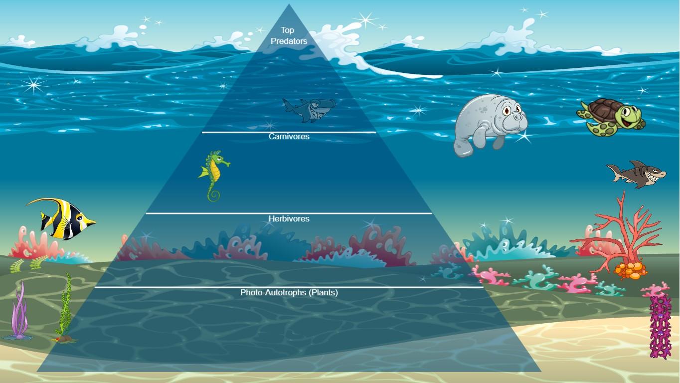 Ocean Ecological Pyramid