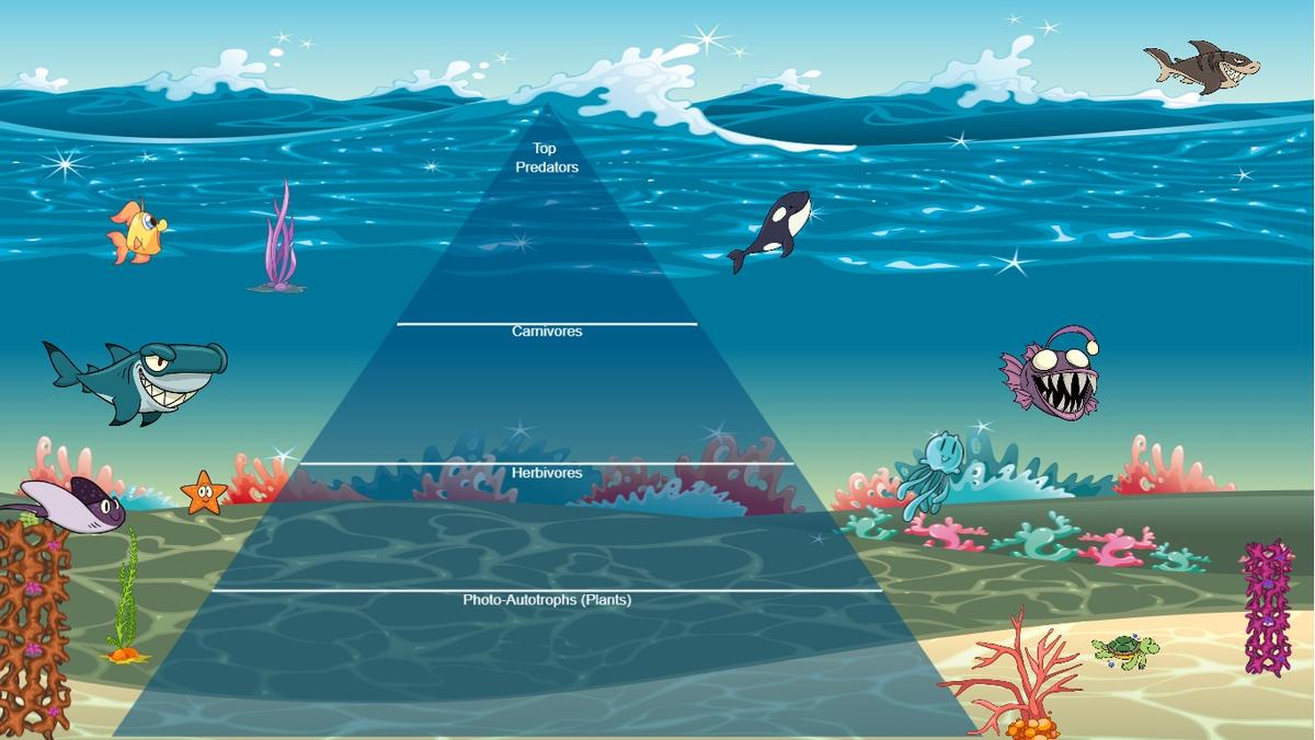 Ocean Ecological Pyramid