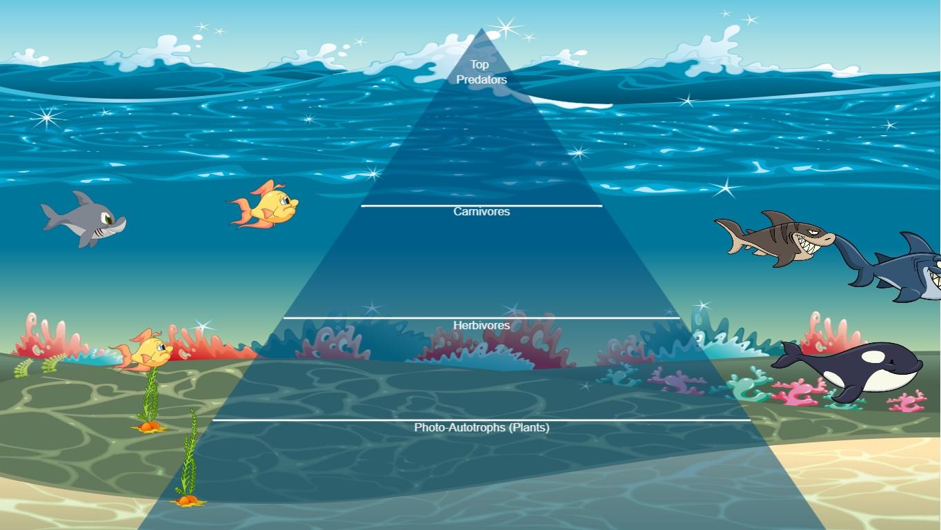 Ocean Ecological Pyramid