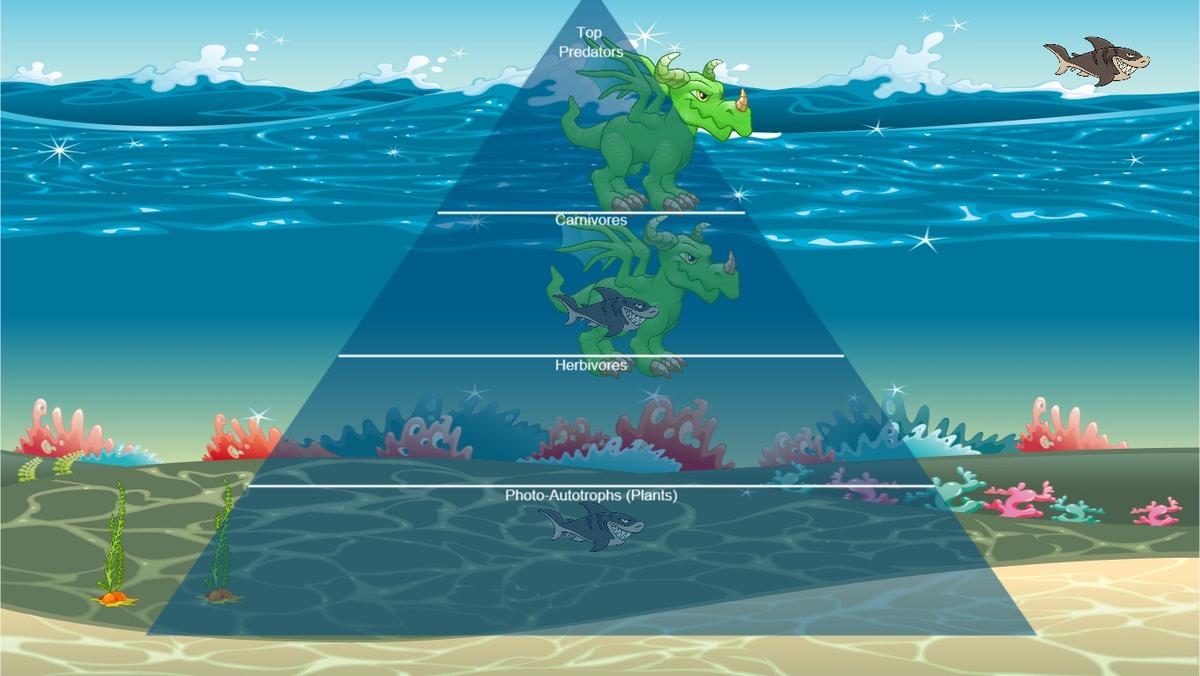 Ocean Ecological Pyramid