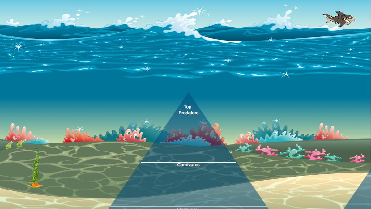 Ocean Ecological Pyramid