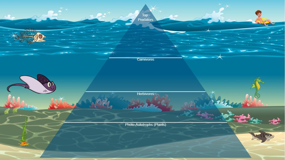 Ocean Ecological Pyramid