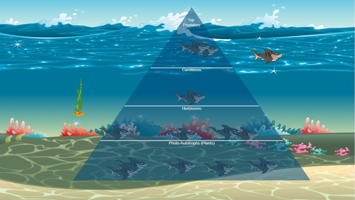 Ocean Ecological Pyramid