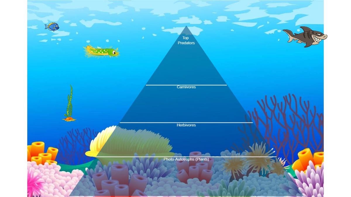 Ocean Ecological Pyramid