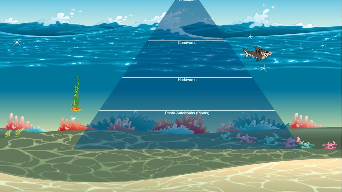 Ocean Ecological Pyramid