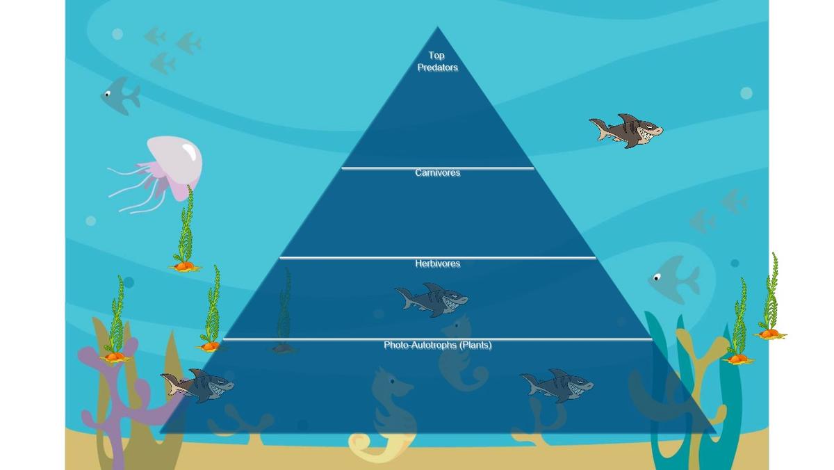 Ocean Ecological Pyramid