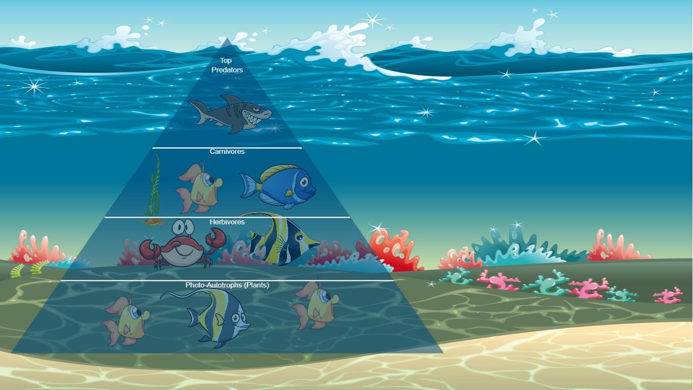 Ocean Ecological Pyramid