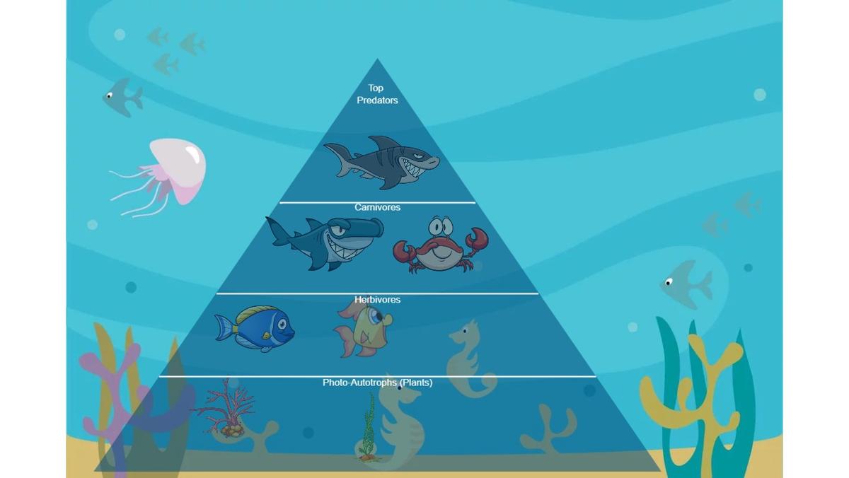 Ocean Ecological Pyramid