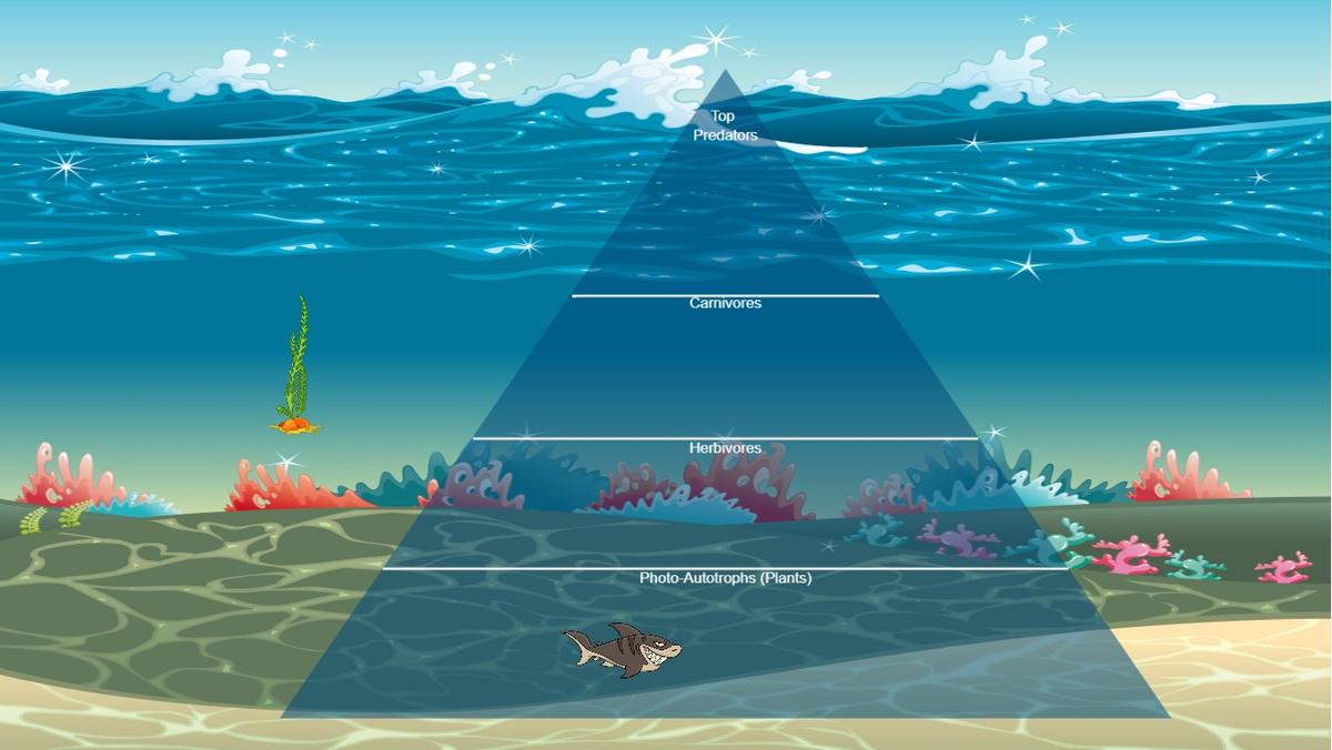 Ocean Ecological Pyramid