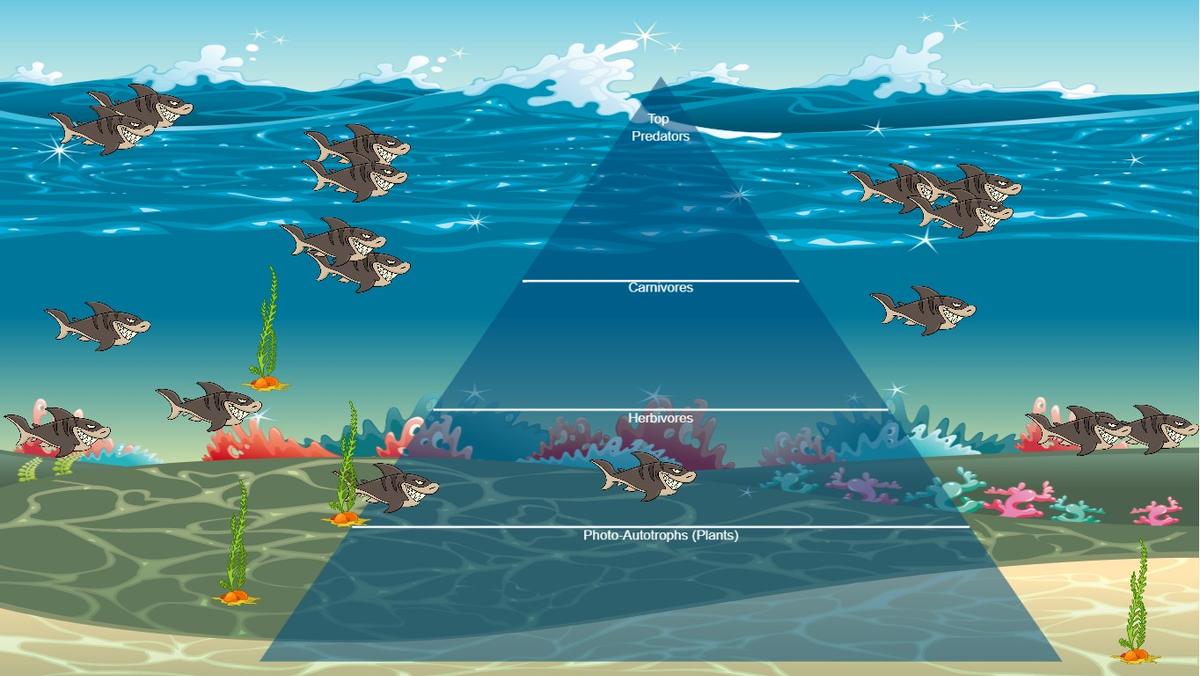 Ocean Ecological Pyramid