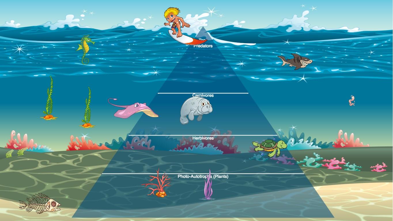 Ocean Ecological Pyramid