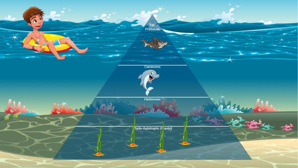 Ocean Ecological Pyramid