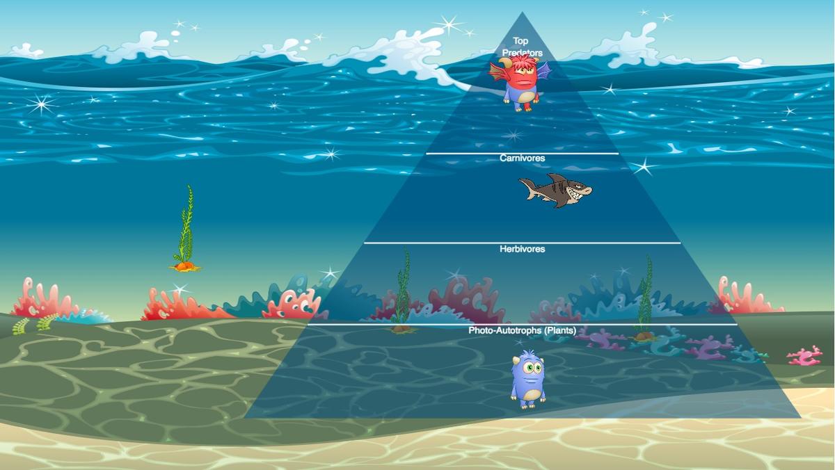 Ocean Ecological Pyramid