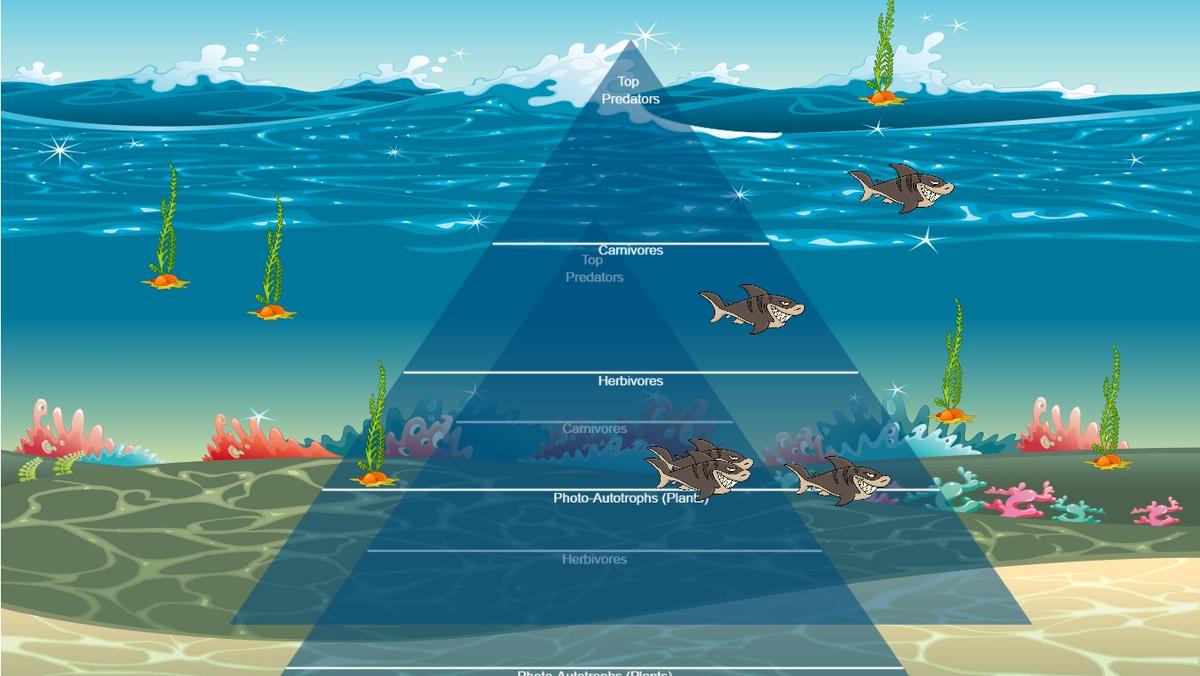 Ocean Ecological Pyramid