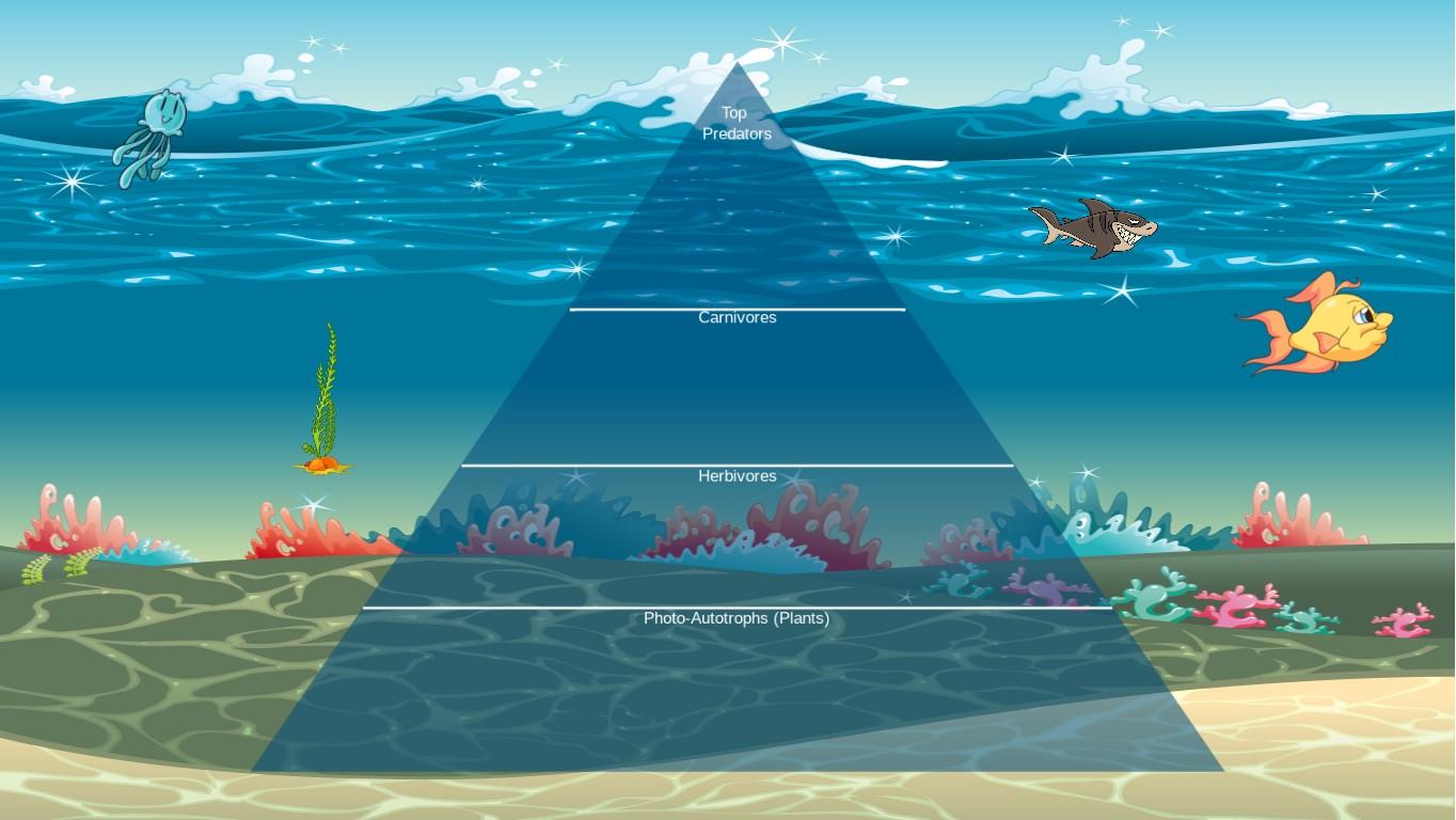 Ocean Ecological Pyramid