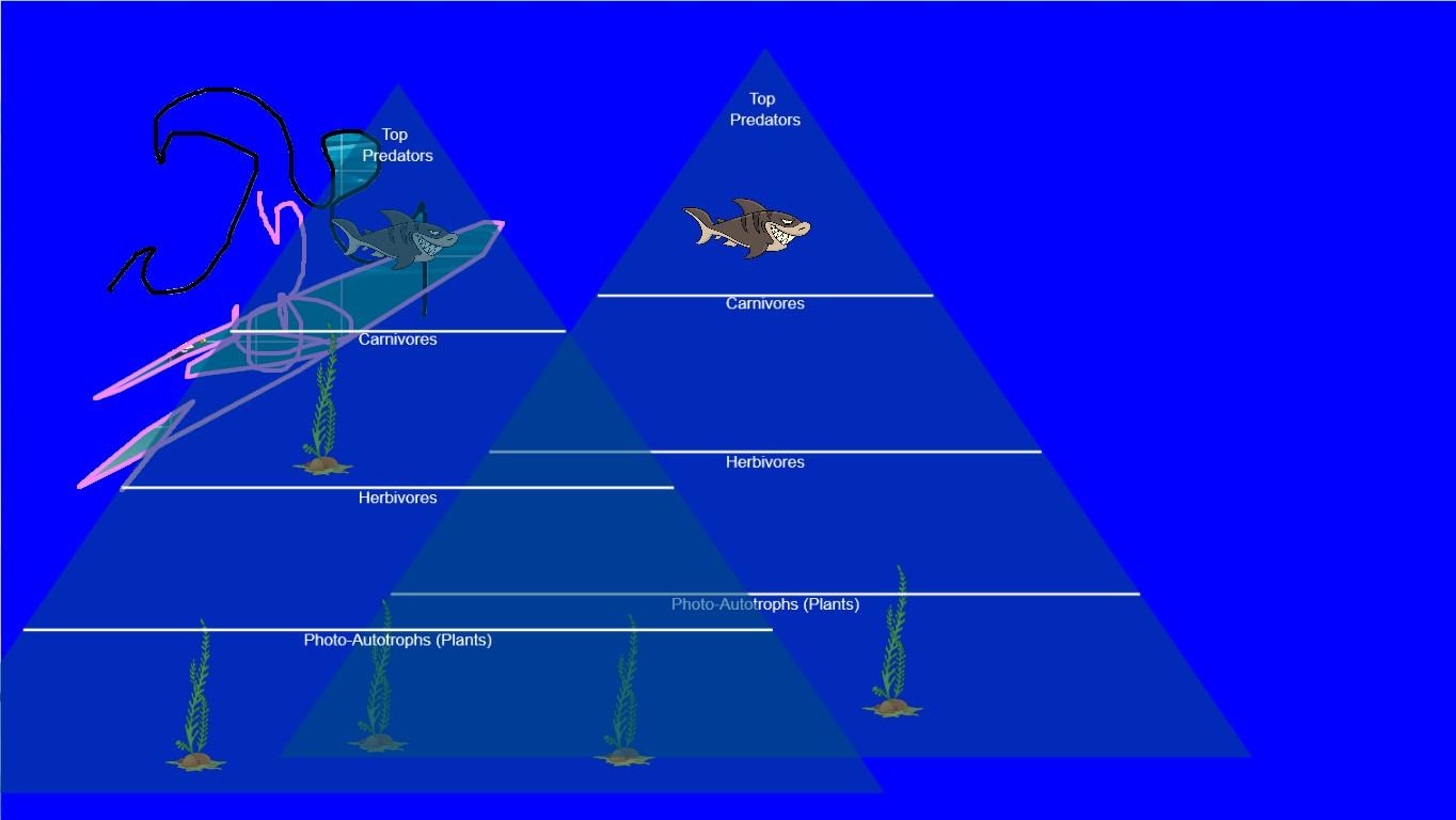 Ocean Ecological Pyramid