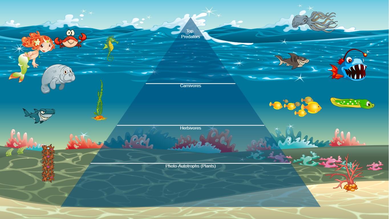 Ocean Ecological Pyramid