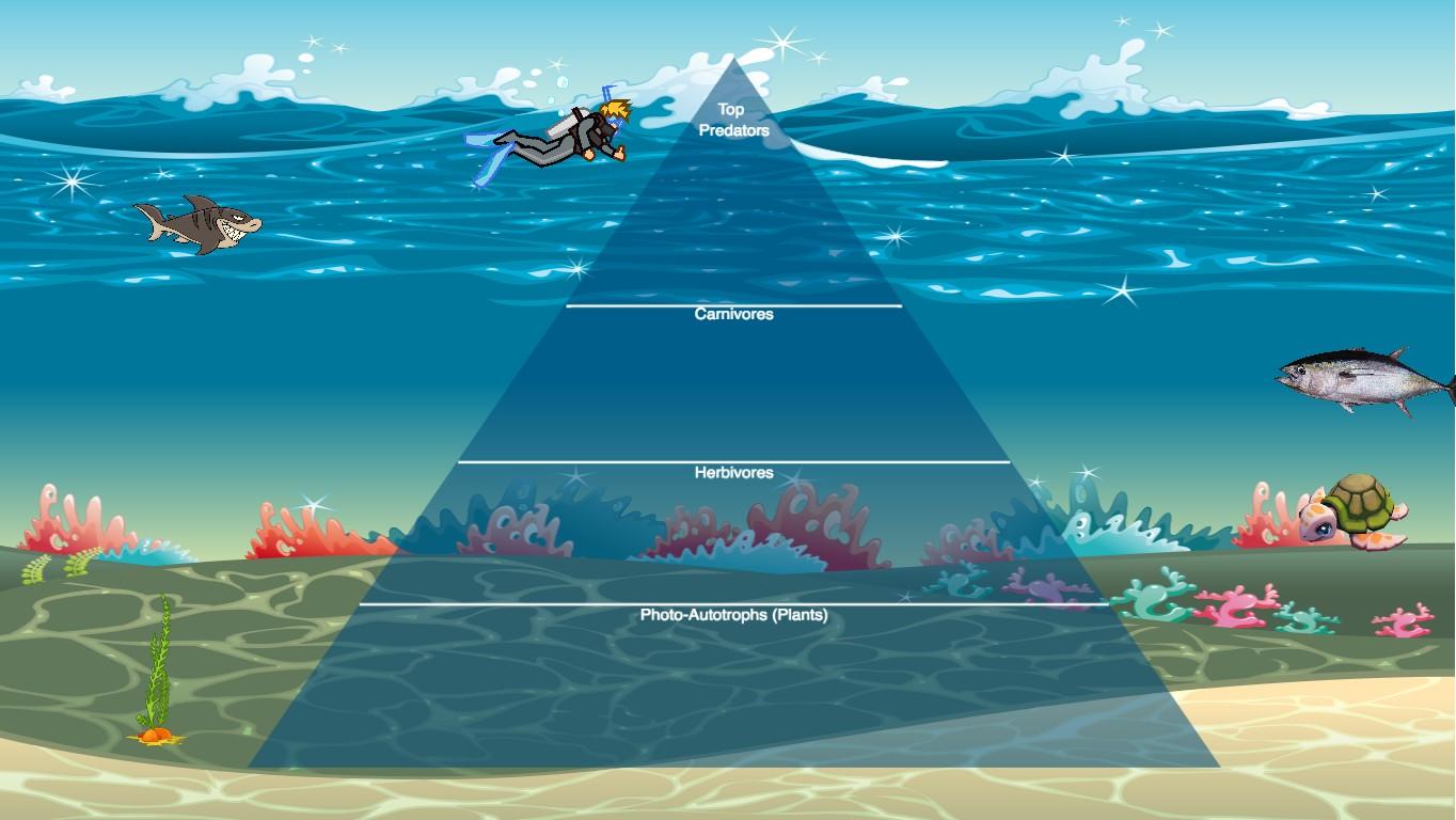 Ocean Ecological Pyramid