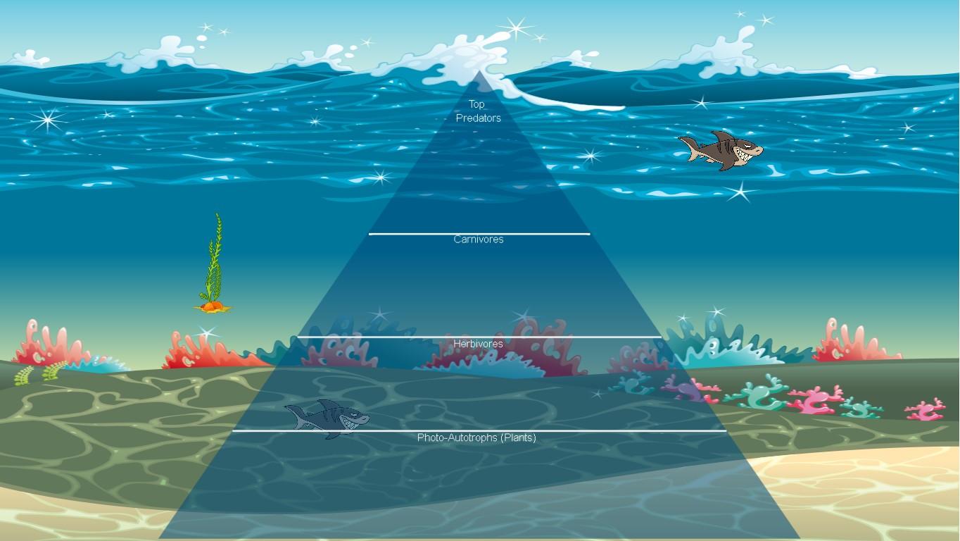 Ocean Ecological Pyramid