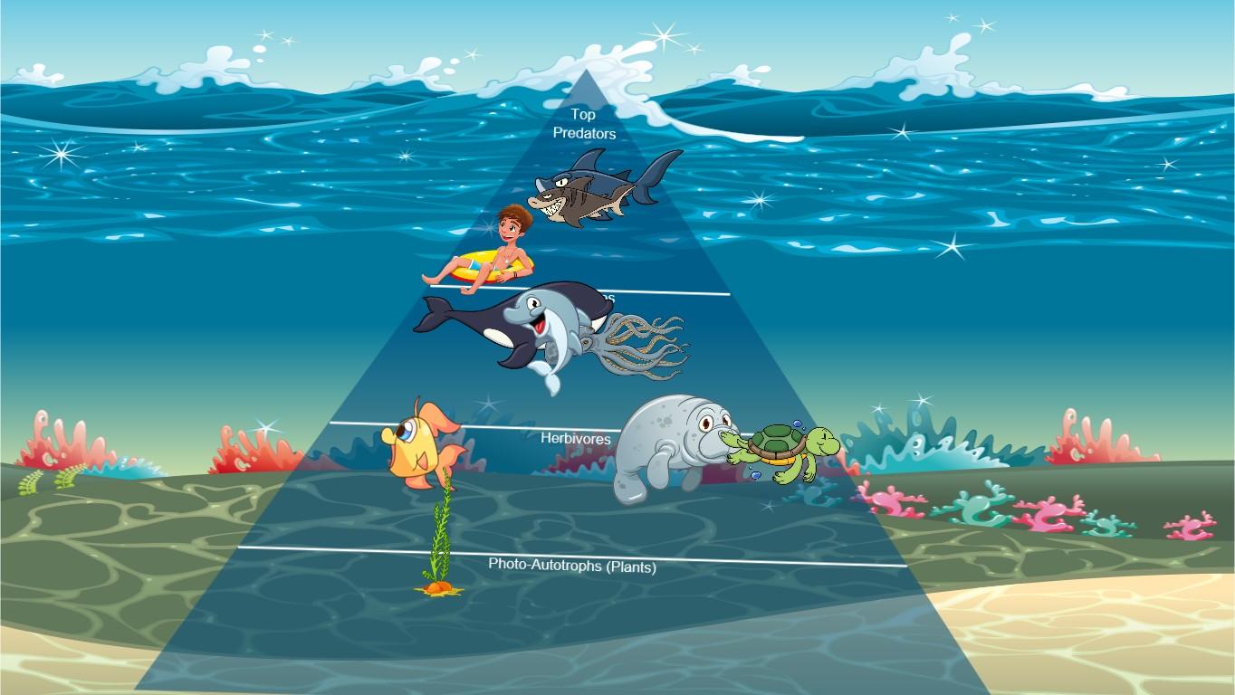 Ocean Ecological Pyramid