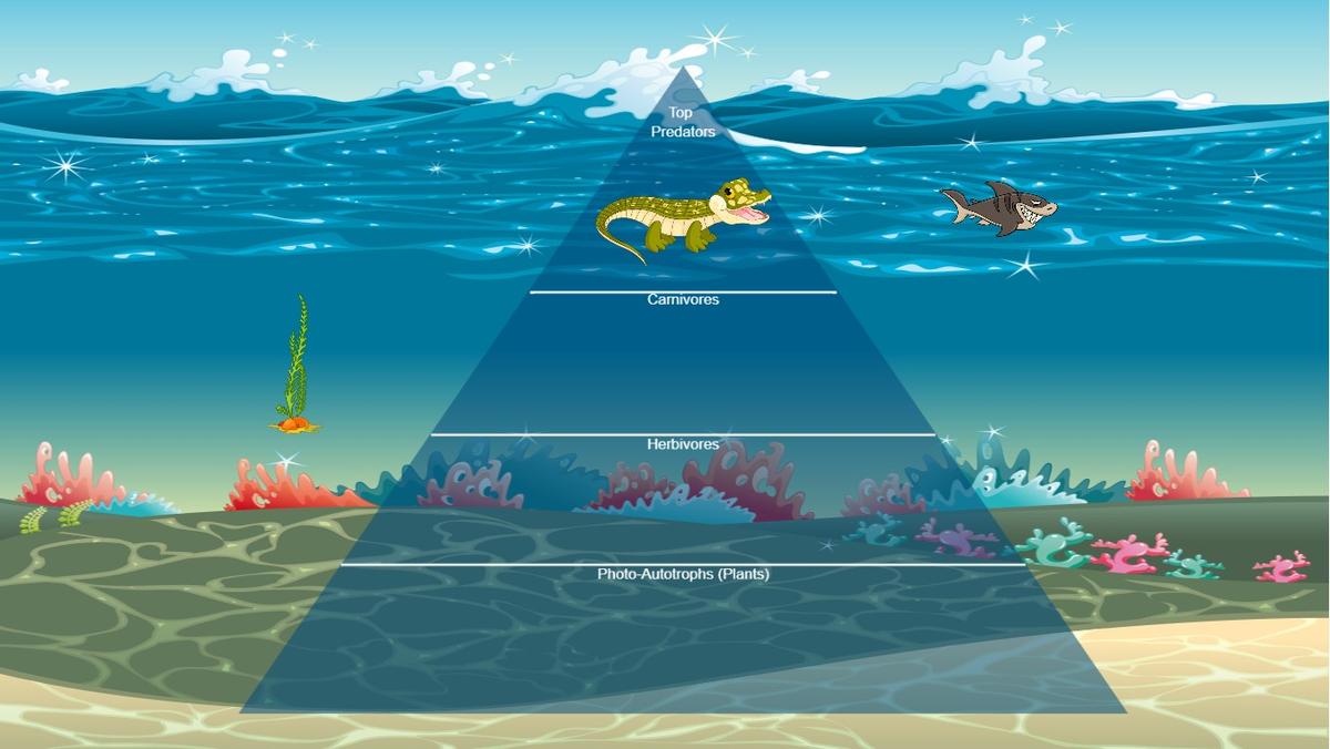 Ocean Ecological Pyramid