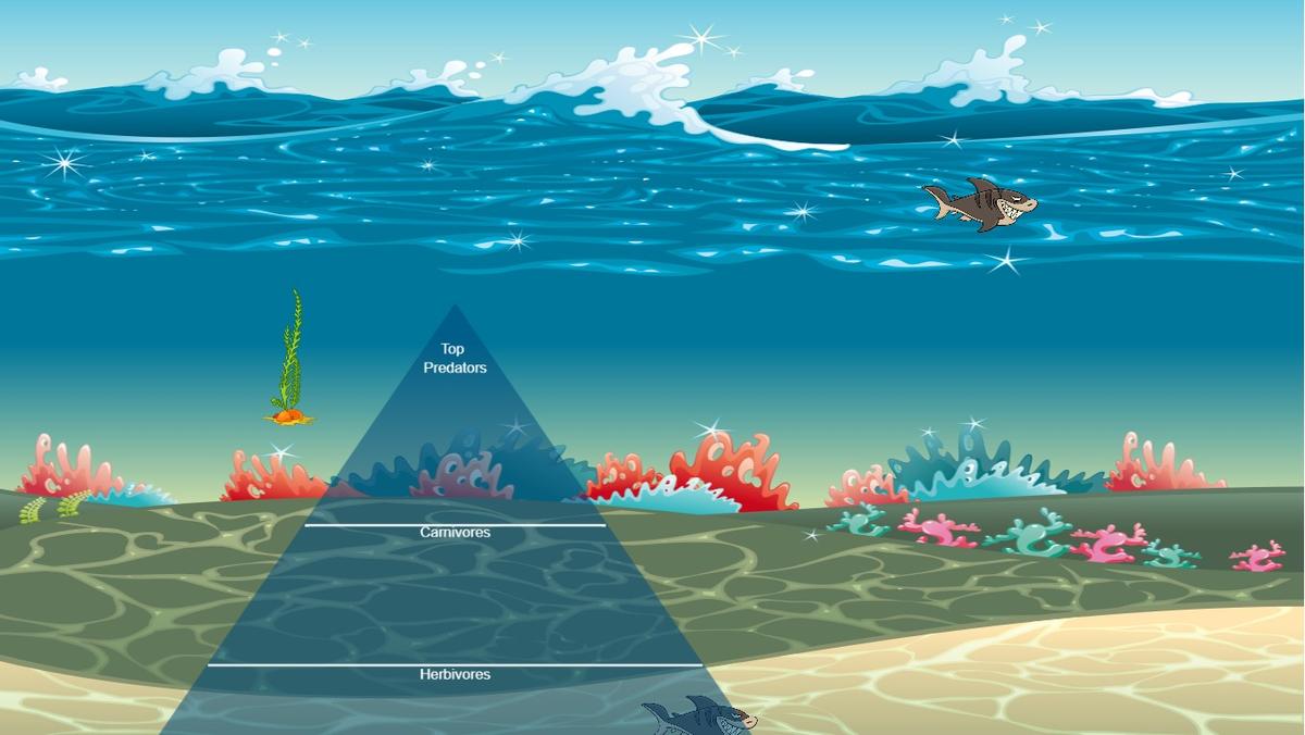 Ocean Ecological Pyramid