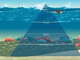 Ecological Pyramid 1