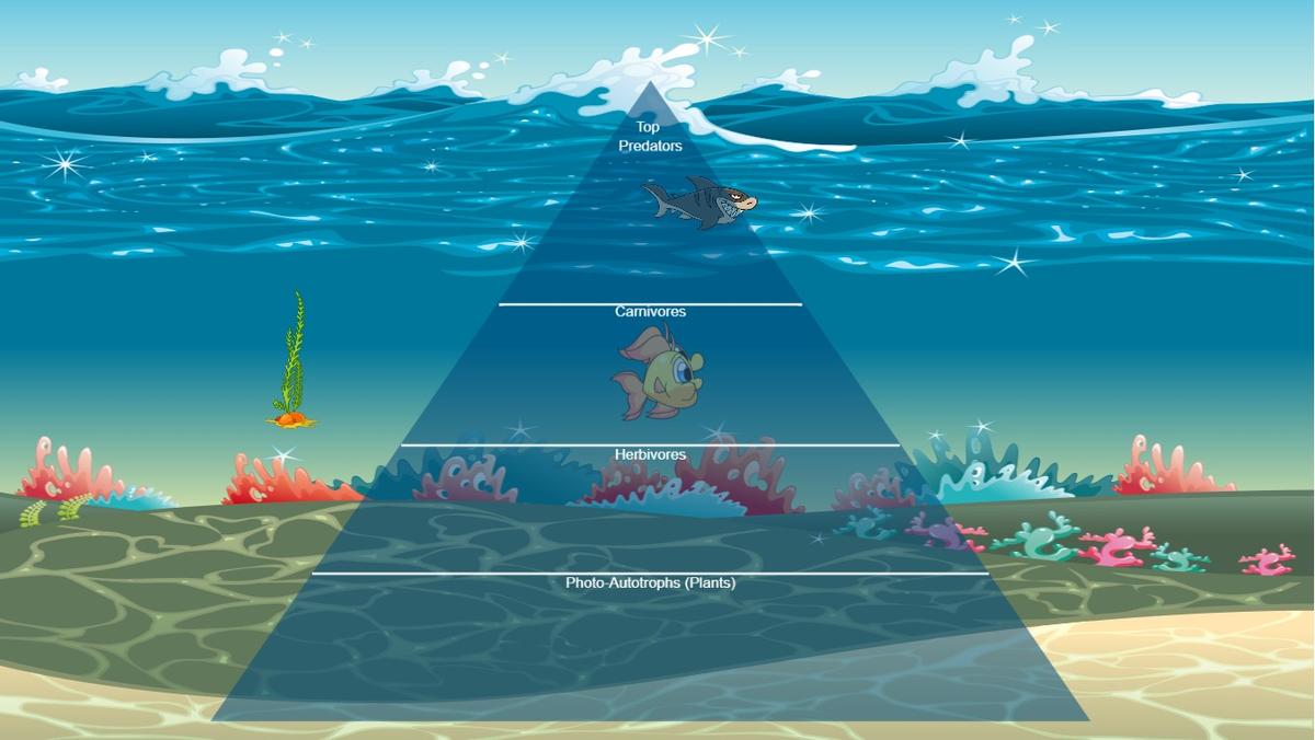 Ocean Ecological Pyramid