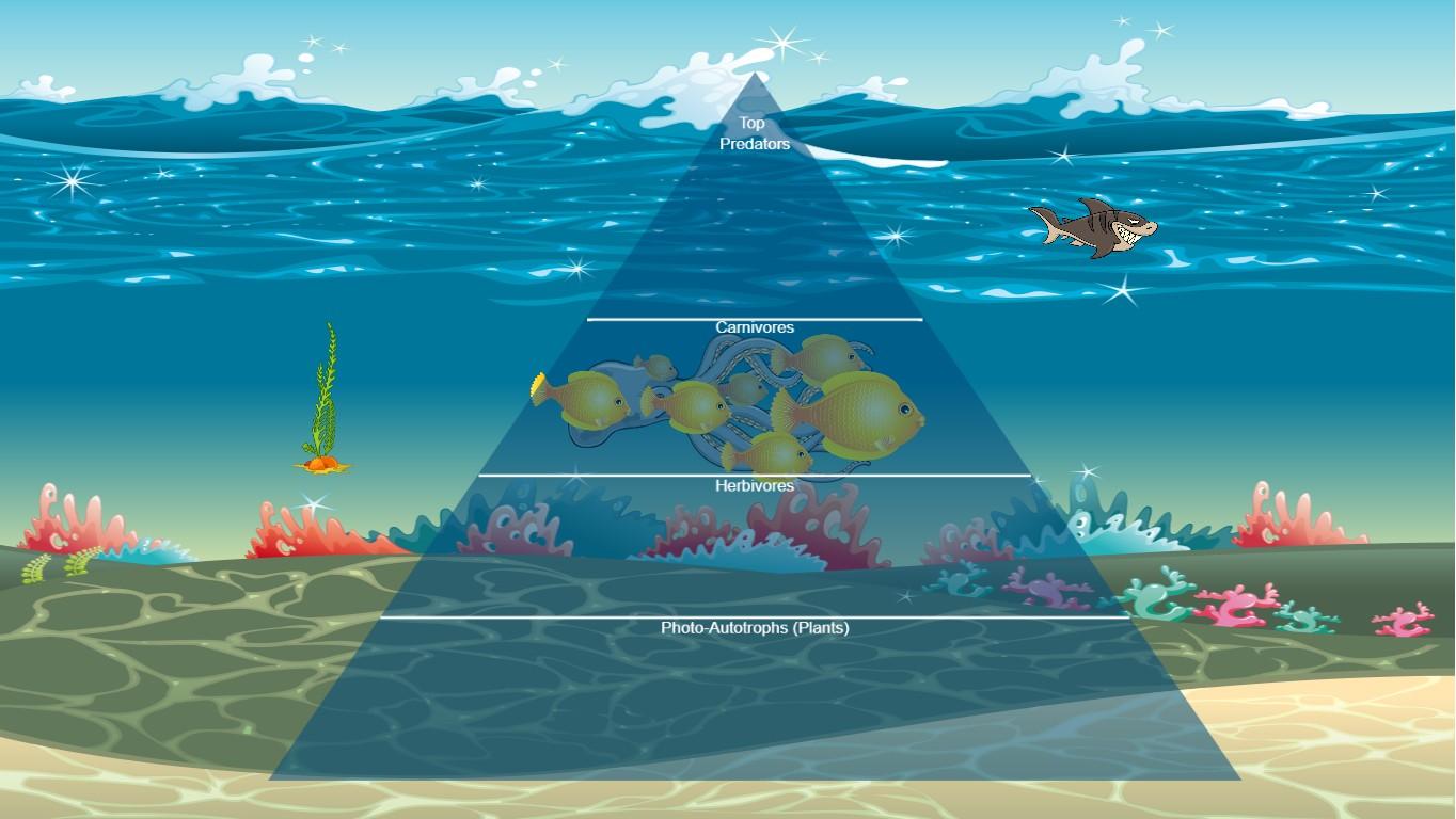 Ocean Ecological Pyramid