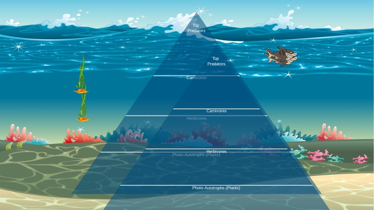 Ocean Ecological Pyramid