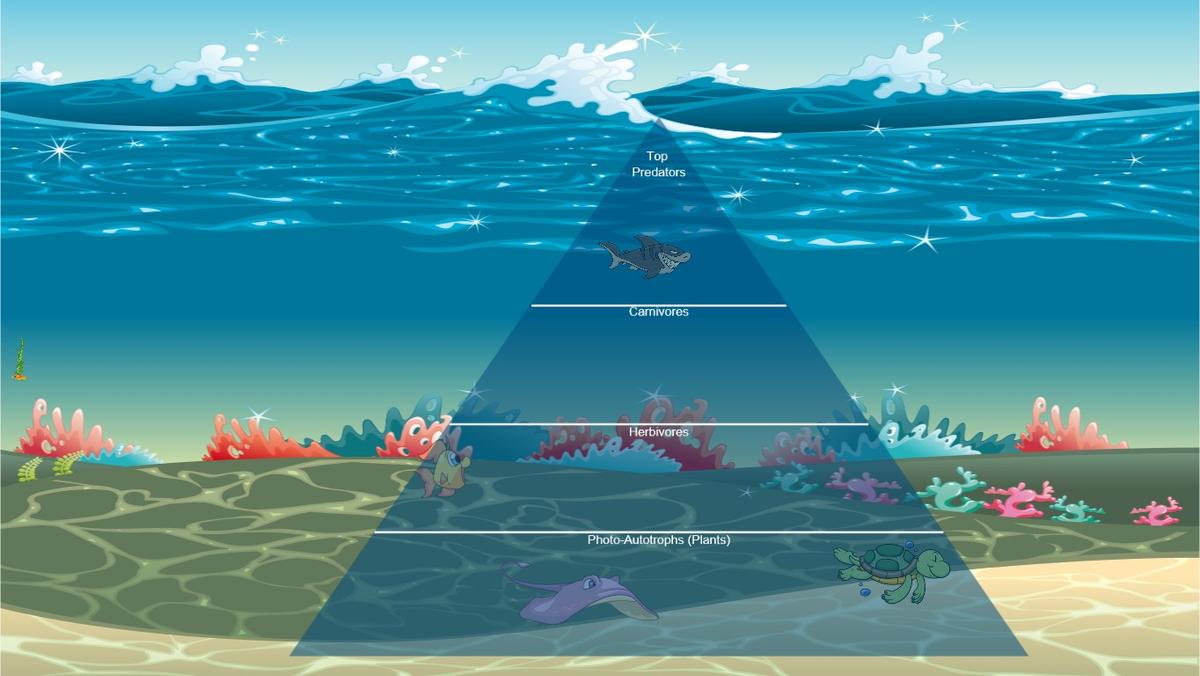 Ocean Ecological Pyramid