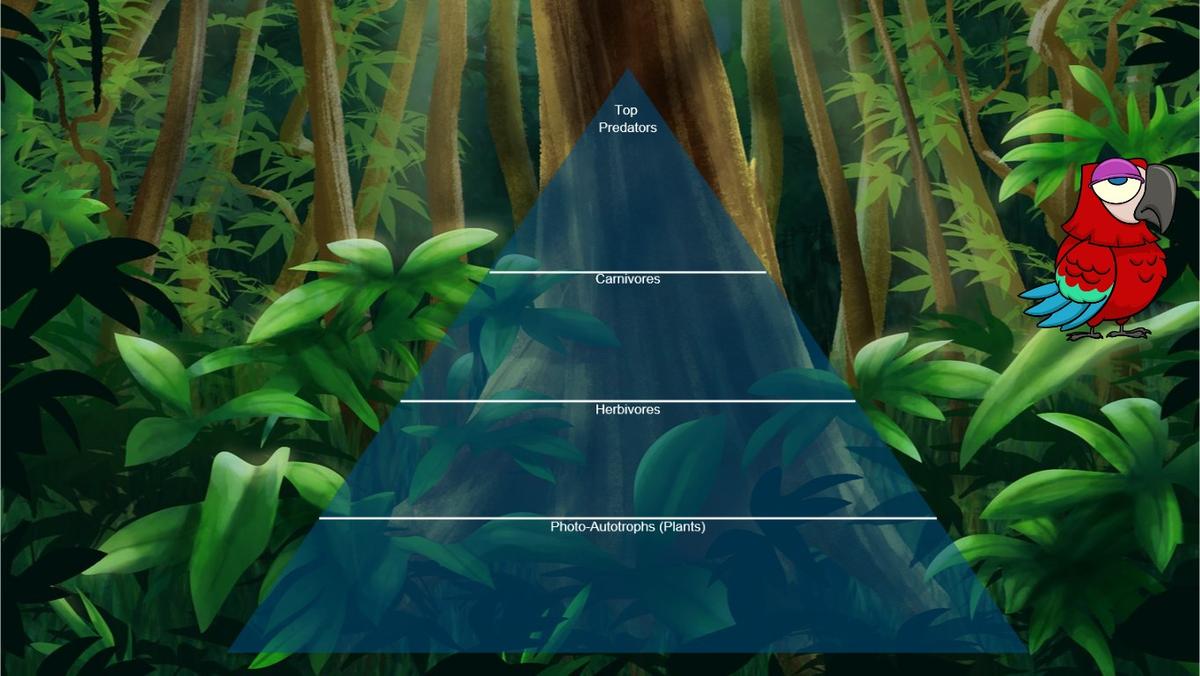 Ocean Ecological Pyramid