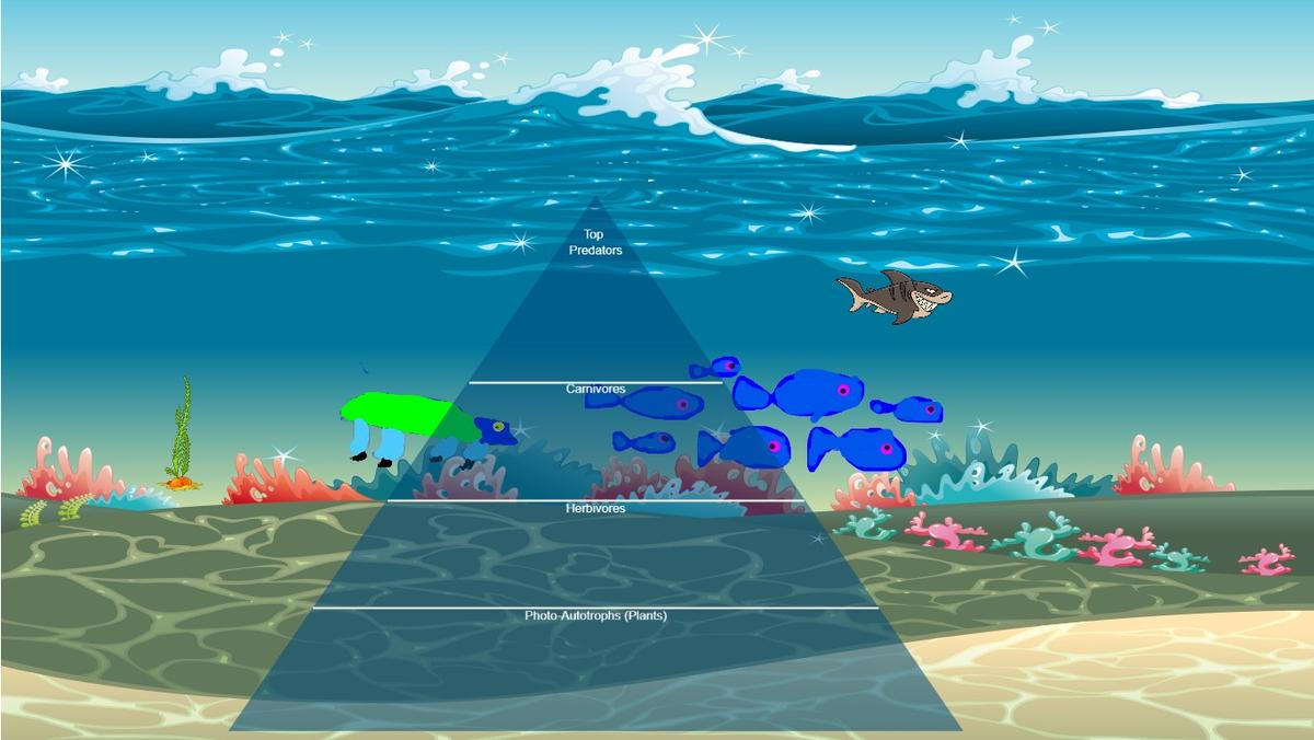 Ocean Ecological Pyramid