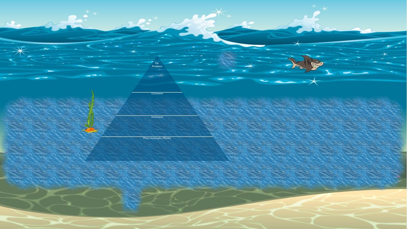 Ocean Ecological Pyramid