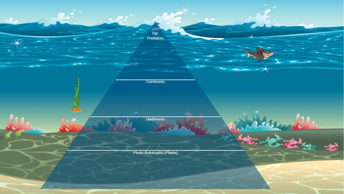 Ocean Ecological Pyramid